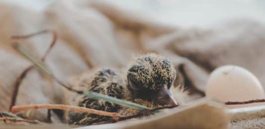 close up photography of hatchling