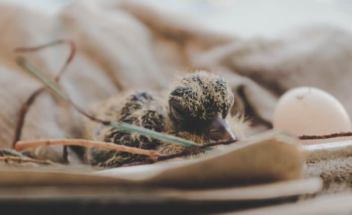 close up photography of hatchling