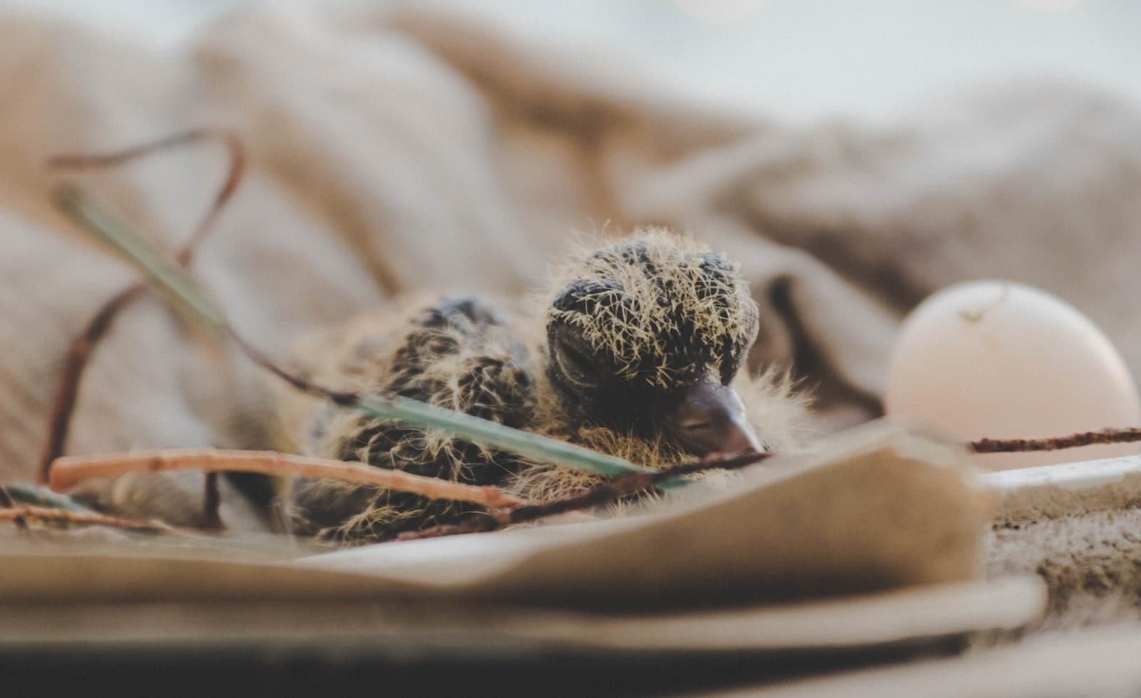 Comment nourrir un petit pigeon ? Animal Time
