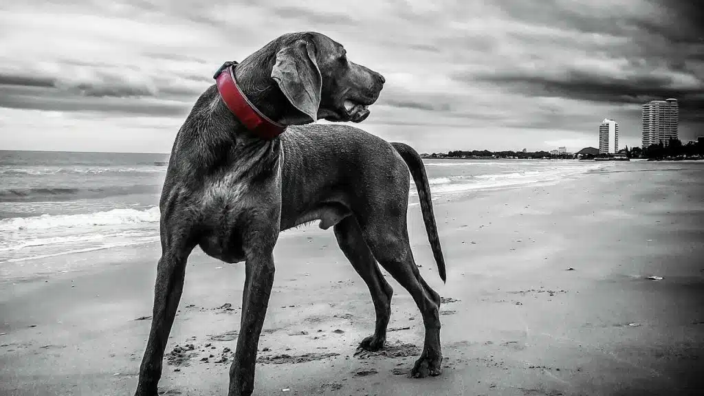 Pourquoi commander un collier personnalisé pour son chien ?