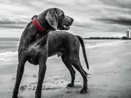 Pourquoi commander un collier personnalisé pour son chien ? Pourquoi commander un collier personnalisé pour son chien ?