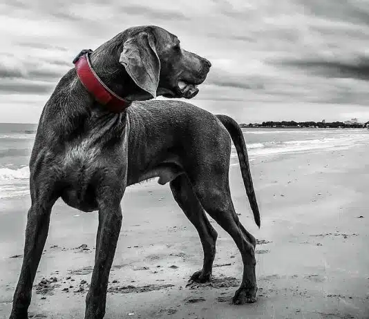 Pourquoi commander un collier personnalisé pour son chien ?