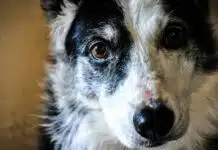 Quels sont les signes de stress chez un animal de compagnie ?
