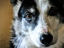 Quels sont les signes de stress chez un animal de compagnie ?