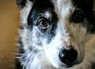 Quels sont les signes de stress chez un animal de compagnie ?