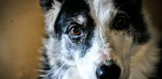 Quels sont les signes de stress chez un animal de compagnie ? Quels sont les signes de stress chez un animal de compagnie ?