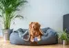 Comment fonctionne une pension pour chiens ?