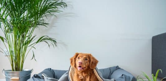 Comment fonctionne une pension pour chiens ?