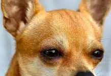 Tout savoir sur l’élevage de chihuahua