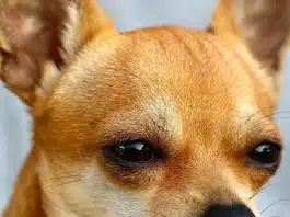 Tout savoir sur l’élevage de chihuahua Tout savoir sur l’élevage de chihuahua