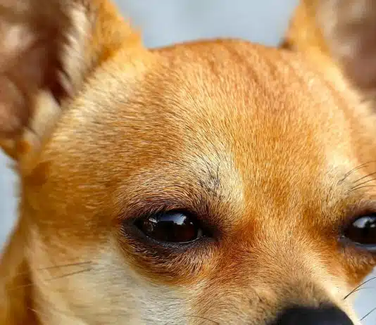 Tout savoir sur l’élevage de chihuahua