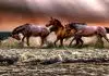 Trouvez la bonne alimentation pour nourrir vos chevaux ! 