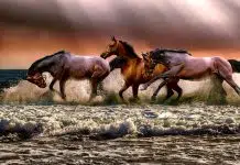 Trouvez la bonne alimentation pour nourrir vos chevaux ! 