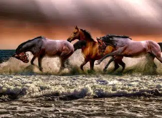 Trouvez la bonne alimentation pour nourrir vos chevaux ! 