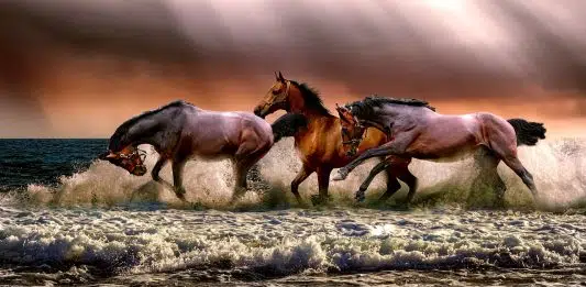 Trouvez la bonne alimentation pour nourrir vos chevaux ! 