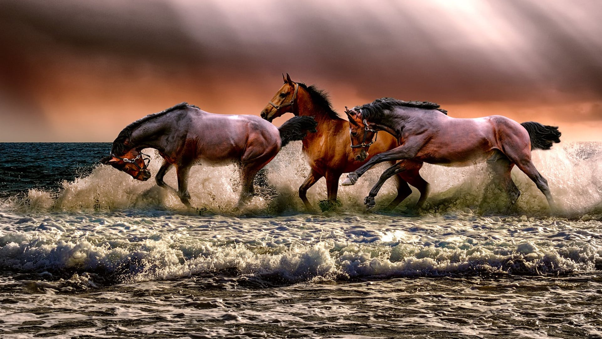 Trouvez la bonne alimentation pour nourrir vos chevaux !