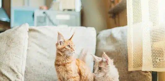 Mutuelle pour animaux : Une solution pour protéger la santé de vos compagnons à quatre pattes sans se ruiner