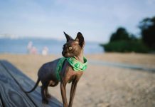 un chat en voyage